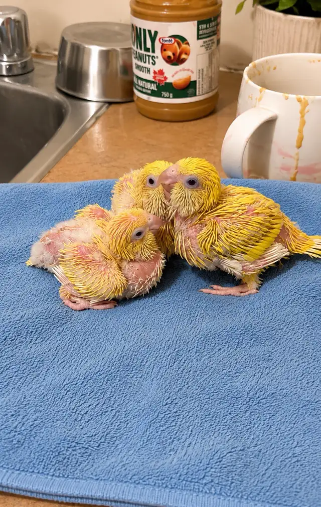 ❤️⭐❤️ Beautiful Quaker Babies Available ❤️with cage and food