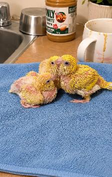 ❤️⭐❤️ Beautiful Quaker Babies Available ❤️with cage and food