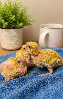 ❤️⭐❤️ Beautiful Quaker Babies Available ❤️with cage and food - Photo 5