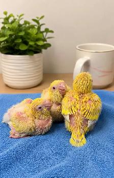 ❤️⭐❤️ Beautiful Quaker Babies Available ❤️with cage and food - Photo 6