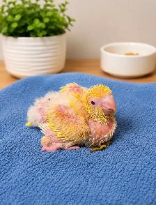 ❤️⭐❤️ Beautiful Quaker Babies Available ❤️with cage and food - Photo 8