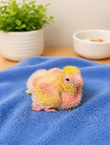 ❤️⭐❤️ Beautiful Quaker Babies Available ❤️with cage and food - Photo 9