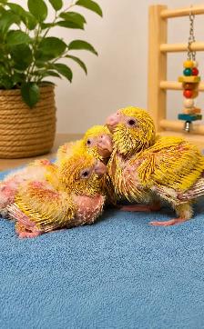 ❤️⭐❤️ Beautiful Quaker Babies Available ❤️with cage and food - Photo 8