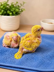 ⭐Quaker Babies❤️with cage and food ❤️ - Photo 3