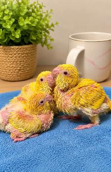 ⭐Quaker Babies❤️with cage and food ❤️ - Photo 6
