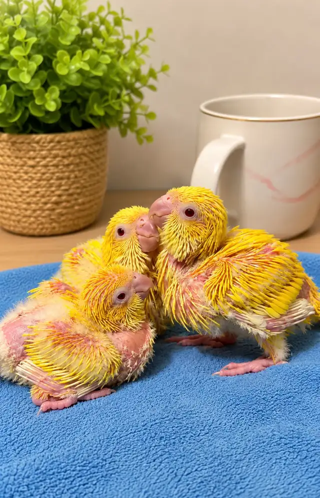 ⭐ Cute Quaker ❤️ Babies with cage and food ❤️