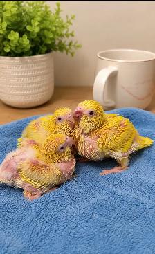 ⭐ Cute Quaker ❤️ Babies with cage and food ❤️ - Photo 3