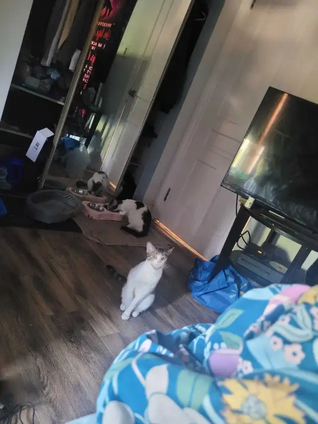 free cats