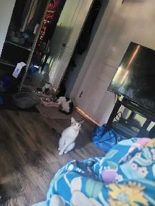 free cats