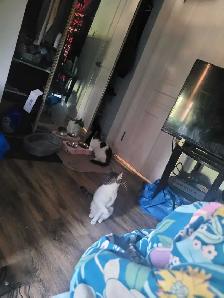 free cats - Photo 2