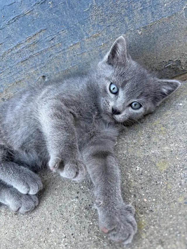 cute kittens