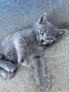 cute kittens
