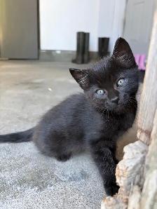 cute kittens - Photo 2