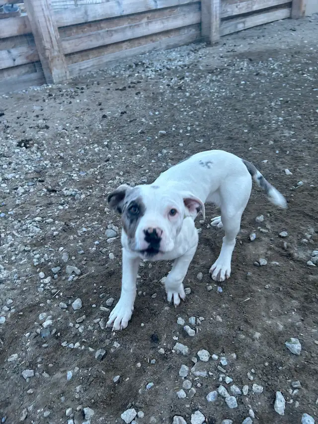 selling pure bread American bully’s puppies