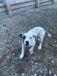 selling pure bread American bully’s puppies