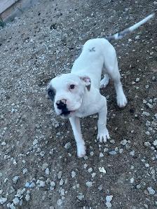 selling pure bread American bully’s puppies - Photo 2