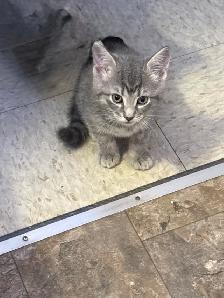 kitten needs rehoming