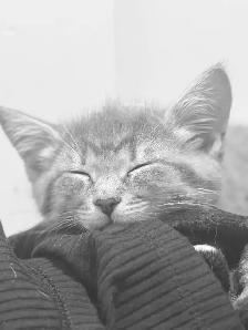 kitten needs rehoming - Photo 2