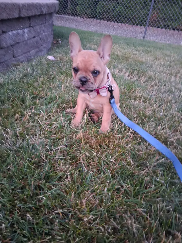 Female French Bulldog 10 weeks old