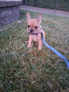 Female French Bulldog 10 weeks old
