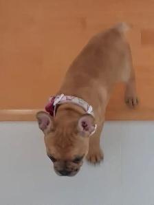 Female French Bulldog 10 weeks old - Photo 2