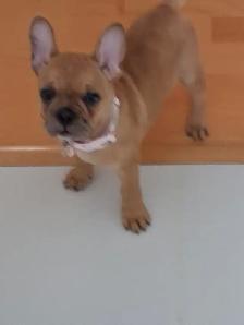 Female French Bulldog 10 weeks old - Photo 3