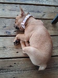 Female French Bulldog 10 weeks old - Photo 4