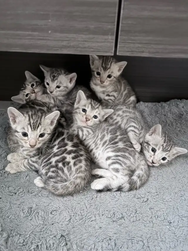 Bengal silver
