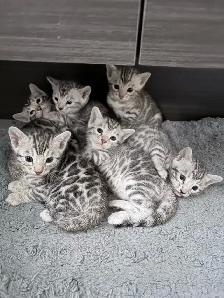 Bengal silver