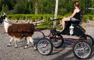 Light Weight Pony or small Horse Buggy - Photo 3