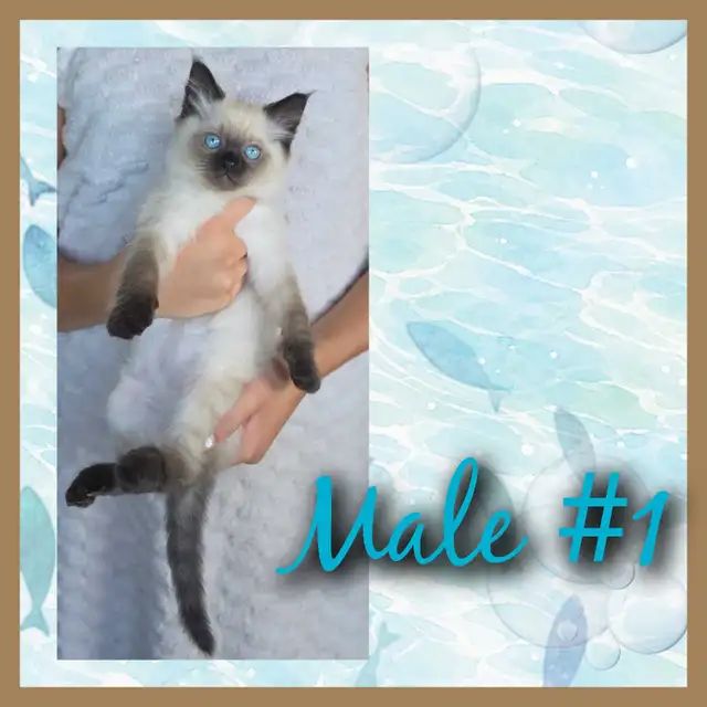 Ragdoll x Siamese Kittens 2 LEFT