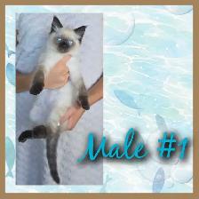 Ragdoll x Siamese Kittens 2 LEFT