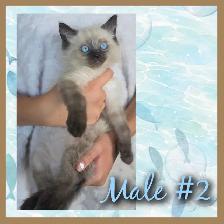 Ragdoll x Siamese Kittens 2 LEFT - Photo 2