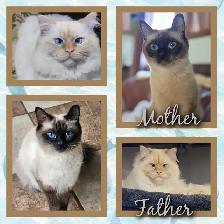 Ragdoll x Siamese Kittens 2 LEFT - Photo 3
