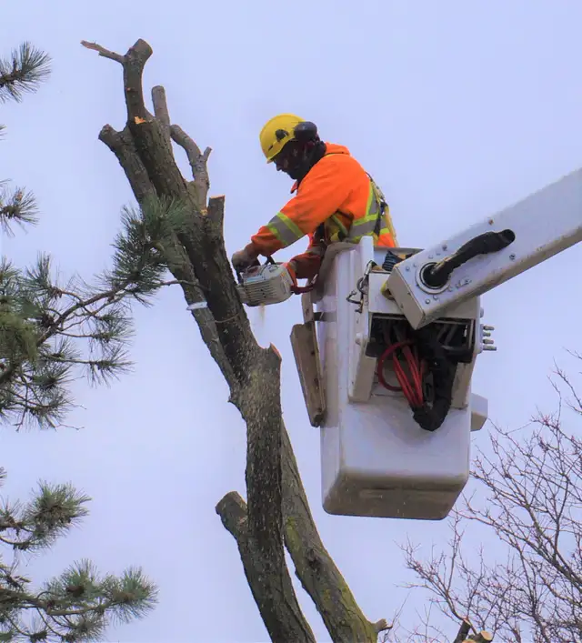 Hiring Sales Arborist (Full-time)