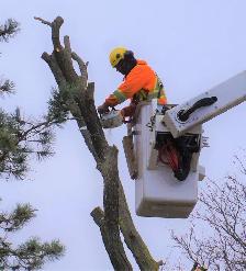 Hiring Sales Arborist (Full-time)