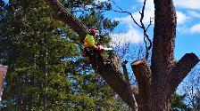 Hiring Sales Arborist (Full-time) - Photo 2
