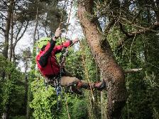 Hiring Sales Arborist (Full-time) - Photo 3