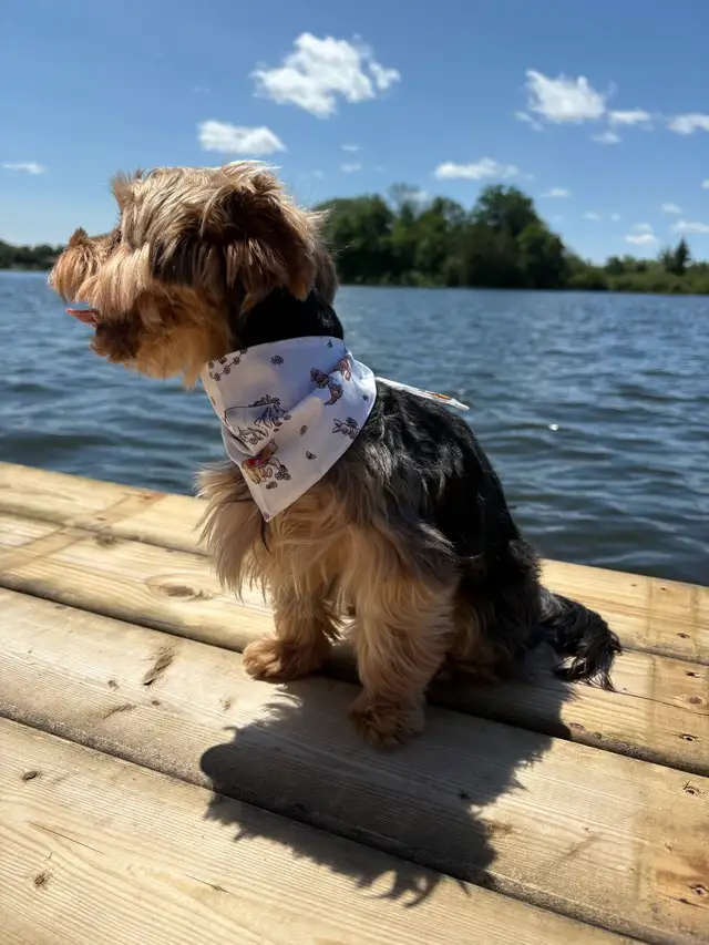 Pet Bandana Packs