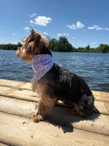 Pet Bandana Packs - Photo 2