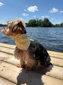 Pet Bandana Packs - Photo 3