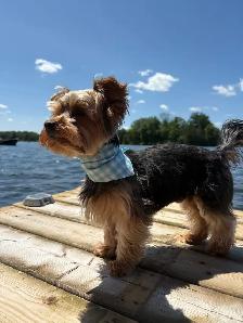 Pet Bandana Packs - Photo 4