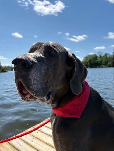 Pet Bandana Packs - Photo 5