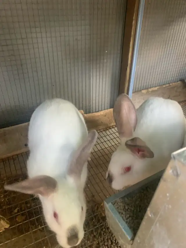 California Rabbits /Jumbo Quails