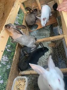 California Rabbits /Jumbo Quails - Photo 2