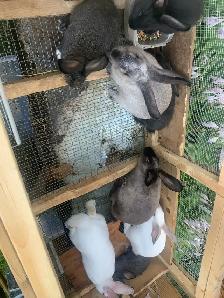 California Rabbits /Jumbo Quails - Photo 3