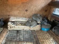 California Rabbits /Jumbo Quails - Photo 4