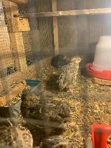 California Rabbits /Jumbo Quails - Photo 6