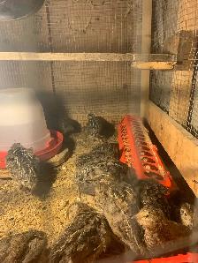 California Rabbits /Jumbo Quails - Photo 7