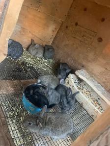 California Rabbits /Jumbo Quails - Photo 8